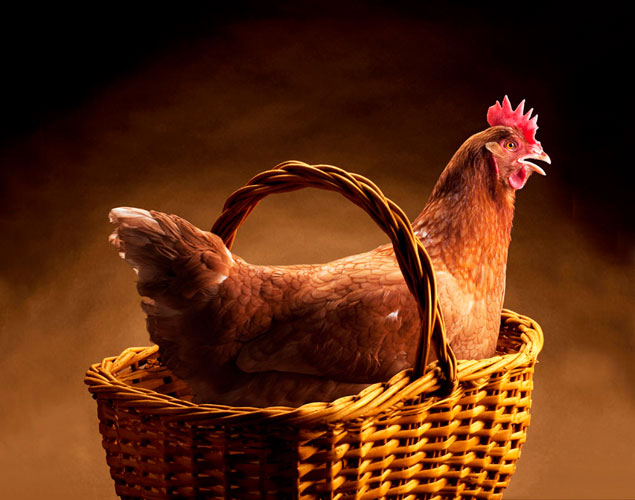 Dave Borwn Advertising Photography - Chicken in a Basket