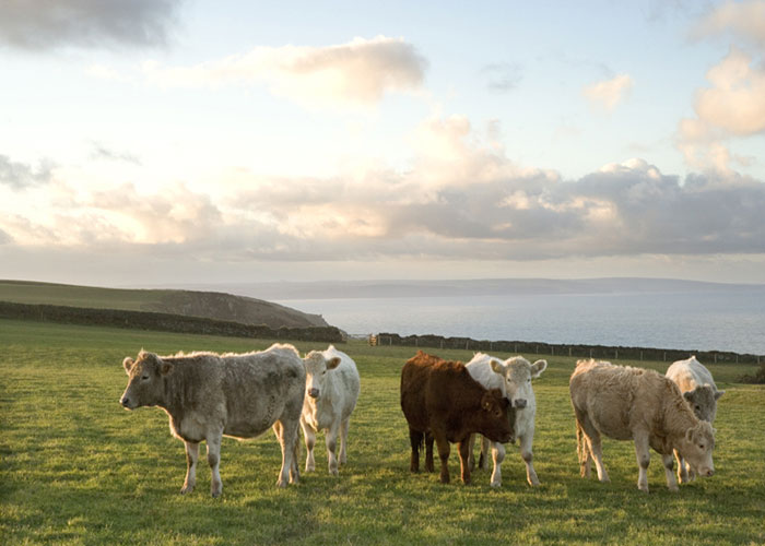 English cows in field overlooking the sea