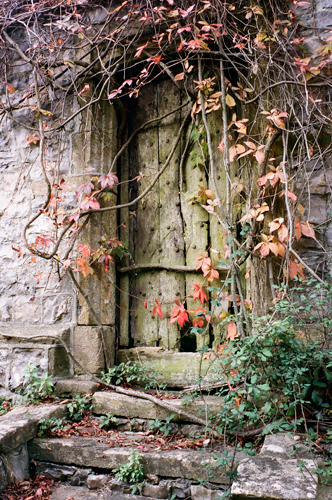 Ancient Door Surounded by Shrubery and Trees